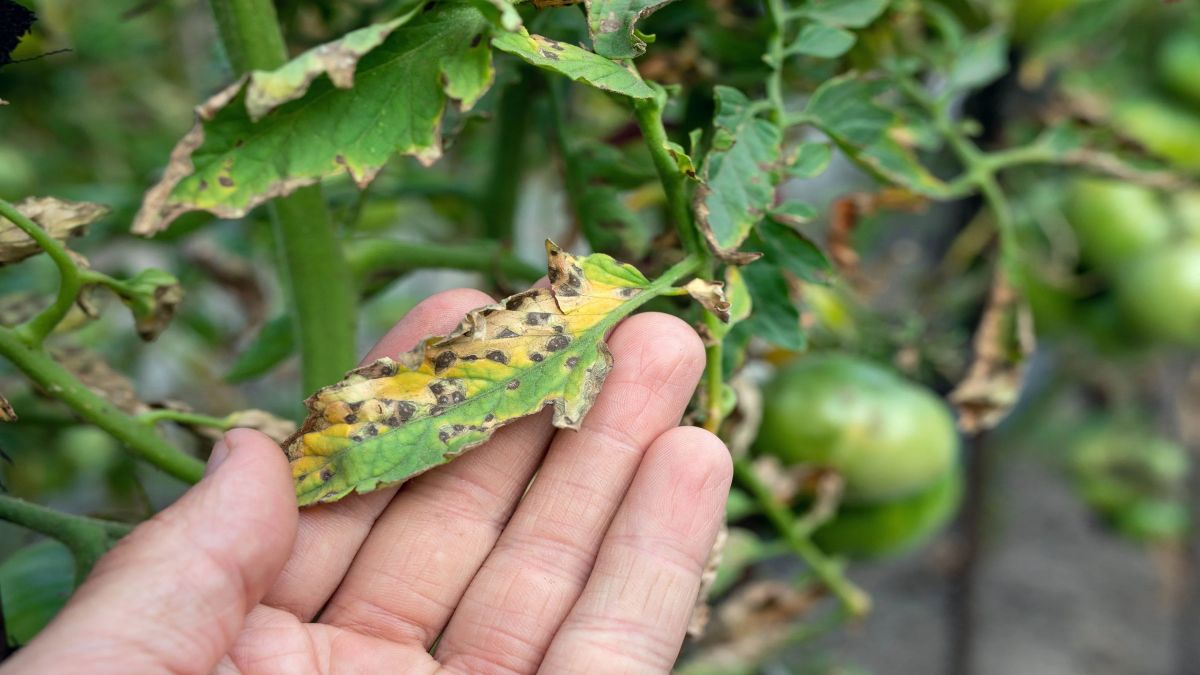 Keeping Your Garden Thriving: A Guide to Common Pests & Diseases