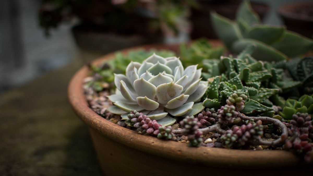 Planting for Wellness: How Indoor Plants Can Improve Your Health and Happiness