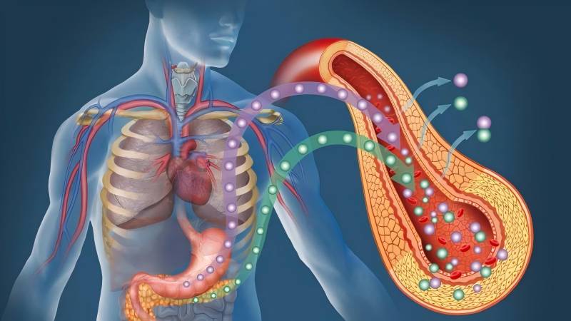 Understanding Diabetes: What Happens in Your Body